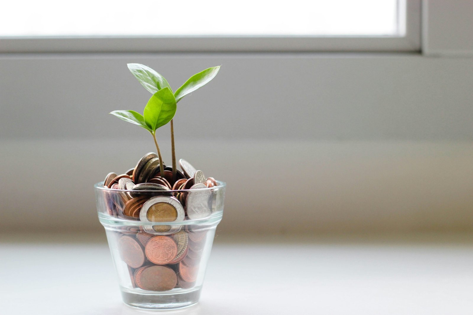 green plant in clear glass cup